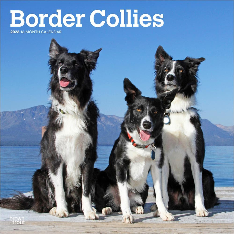 Border Collies | 2026 12 X 24 Inch (Hanging) Monthly Square Wall Calendar | Plas