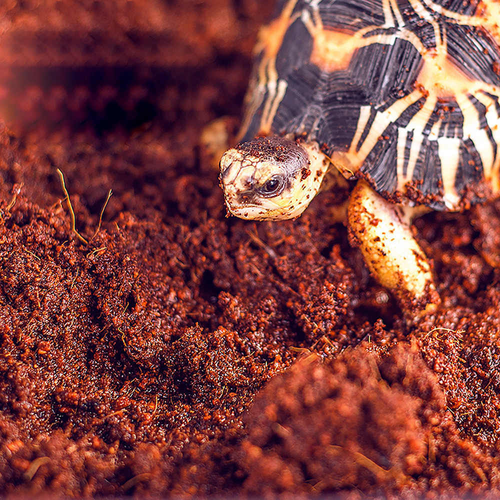 Terrarium Substrate Coconut Husk Fibre Soil Vivarium Reptile Animal