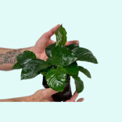 BUY 2 GET 1 FREE Anubias Barteri Bare Root Live Aquarium Plants