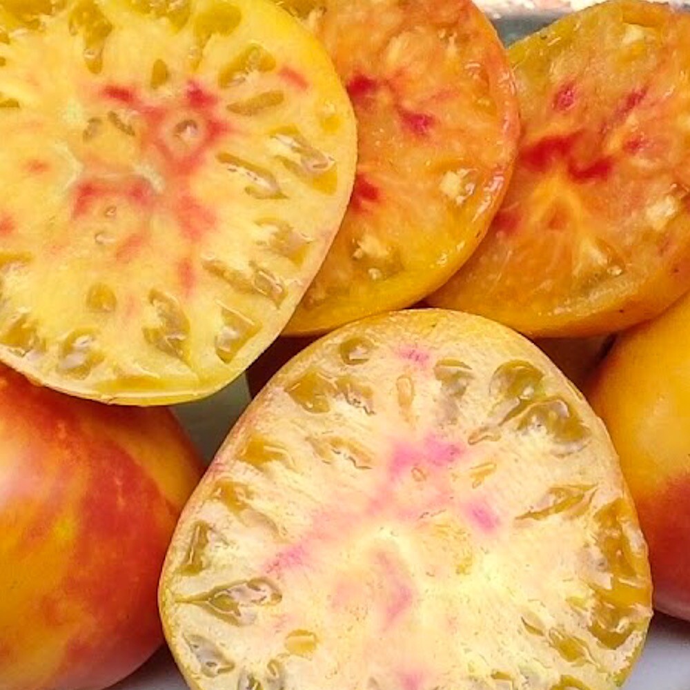 ANANASTOMATE 10 Samen SÜß-FRUCHTIGE FLEISCHTOMATE saftig PINEAPPLE TOMATE seeds