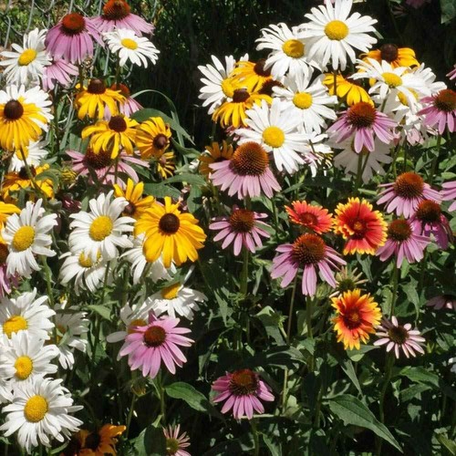 Wildflower Mix ALL PERENNIAL Heirloom Pollinator Garden USA Non-GMO 500+ Seeds!