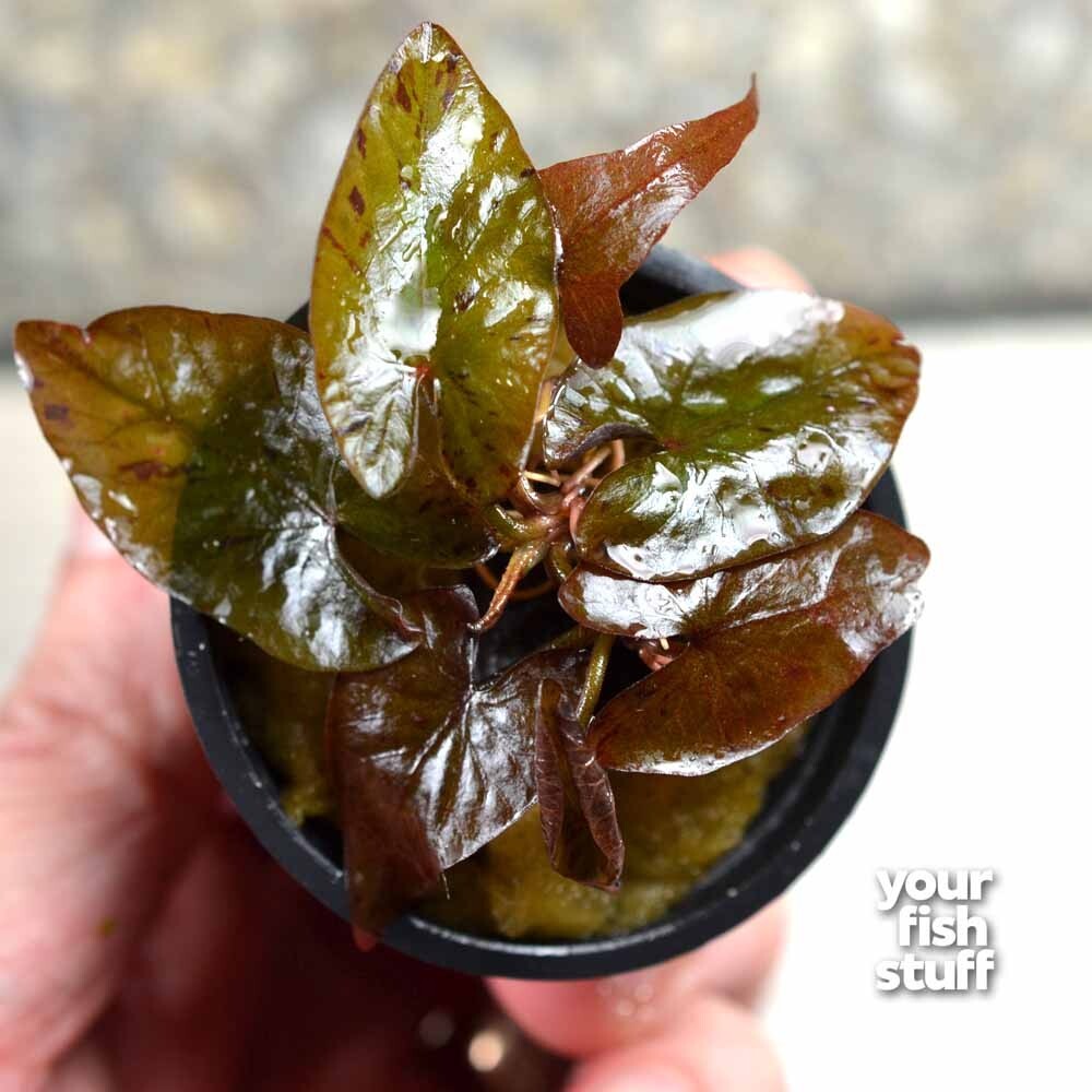 Tiger Lotus Red (Nymphaea zenkeri)  Live Aquarium Plants
