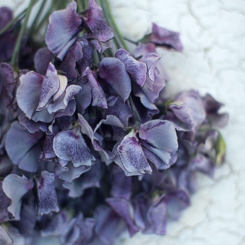 Grau-Violette Duftwicke 'Nimbus' 7 Samen Lathyrus Odoratus Ranker Duft