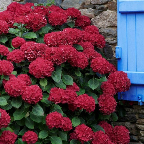 Hydrangea4937★★★　0308 Amazon.com : QAUZUY GARDEN Strawberry Hydrangea Seeds