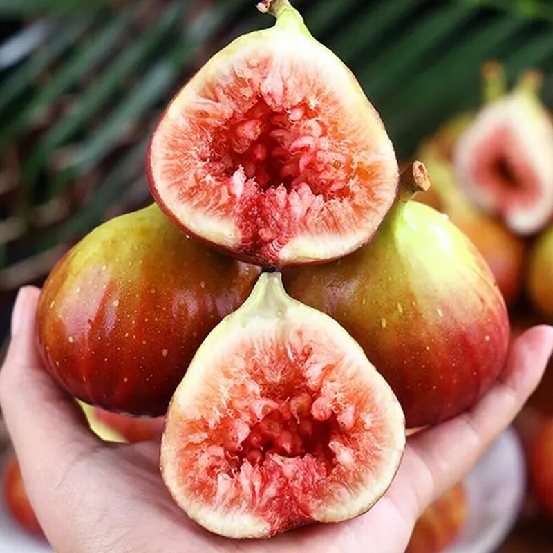 500pcs Fig Seeds Fruit Tree Seeds Honey Fruit Seeds Seedling