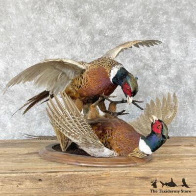 28249 E | Ringneck Pheasant Taxidermy Bird Mount For Sale | eBay