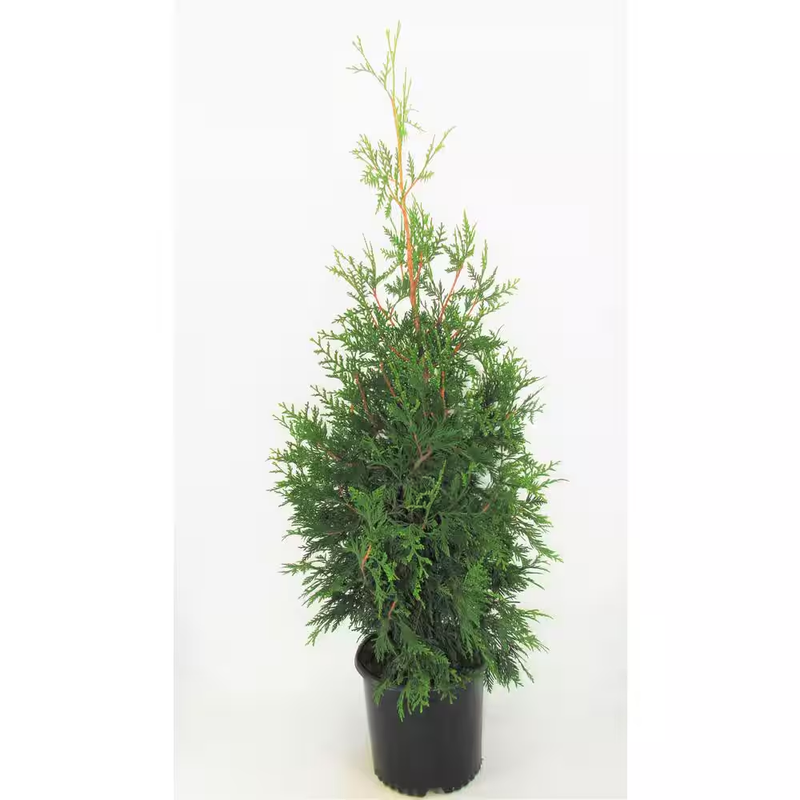 Green Giant Arborvitae Tree Live Evergreen Privacy Hedge Fast Growing Thuja