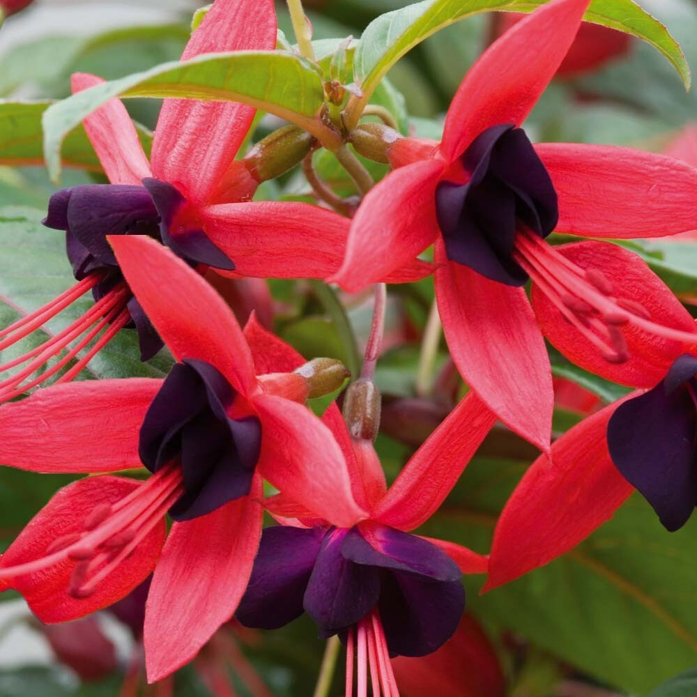 Hardy Climbing Fuchsia plants Lady Boothby This is the