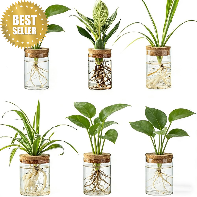 Glass Plant Propagation Stations for Plants – Set of 6(3 Large & 3 Small),Water