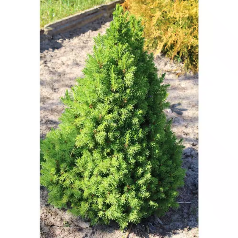 1 Gal. Dwarf Alberta Spruce Shrub Aromatic and Soft Evergreen Foliage NEW