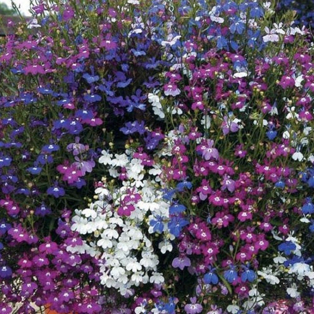 лобелия ампельная синяя. лобелия пендула. лобелия серпантин ампельная смесь гавриш. семена лобелия серпантин ампельная. лобелия серпантин гавриш.