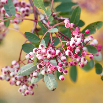 Mountain Ash Sorbus Vilmorinii / Vilmorin's Rowan Tree, 4-5ft Tall In 2L Pot