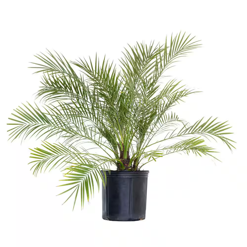 Pygmy Date Palm Live Plant Indoor Tropical Houseplant Air Purifying Home Office