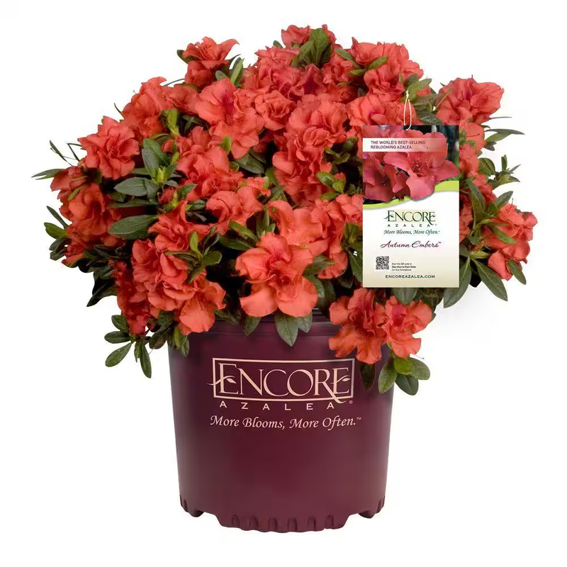 Encore Azalea Shrub 1 Gal Autumn Embers Red Orange Reblooming Evergreen Plant