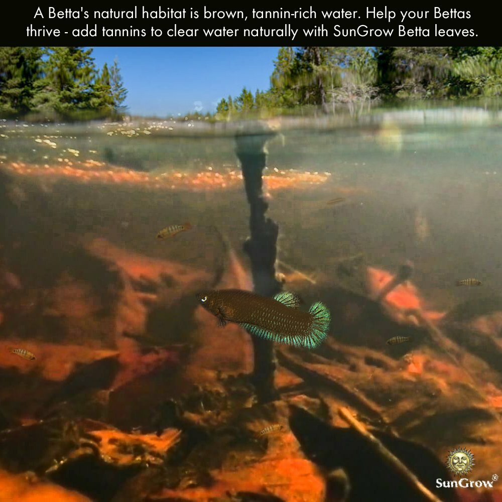 10 Pack Large Catappa Leaves Natural Habitat For Betta Fish Improve Well Being