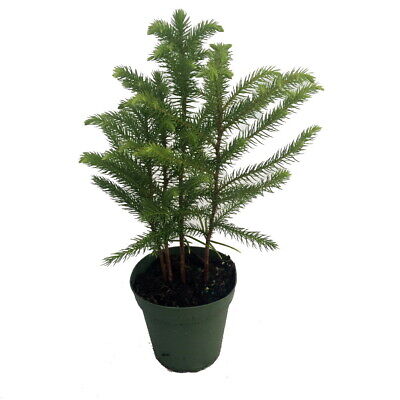 Norfolk Island Pine Live Indoor Christmas Tree - Grown in Ohio - 4