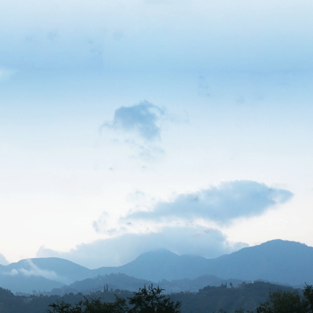 Unroasted Coffee Beans 100% Kona Hawaiian Peaberry 5 Pounds Newest Crop 2023