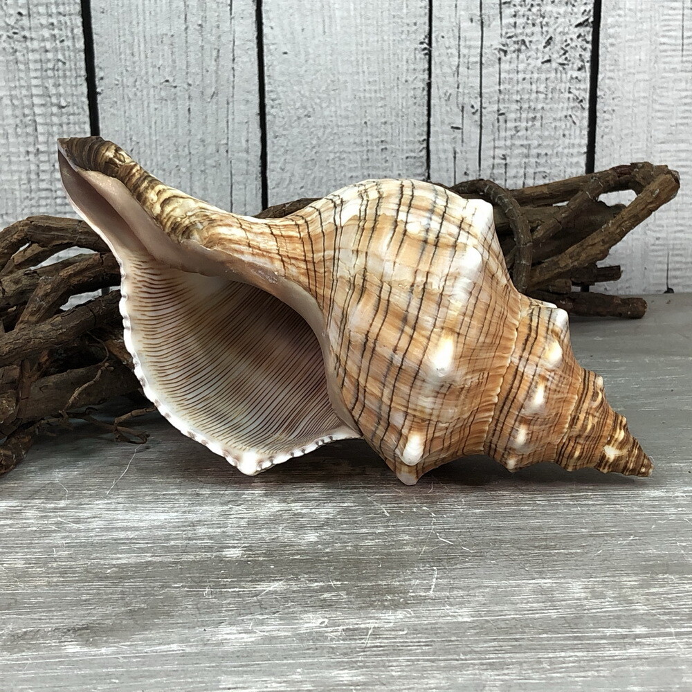 Fasciolaria Trapezium gross 15-17cm Top-Qualität echte Muschel Meeresschnecke