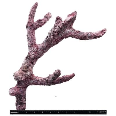 Tropic Eden Morroca Rock - Regular Branch 12-14"