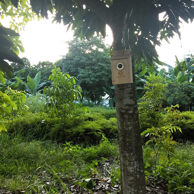 &ndash; Wooden Bird House, Durable Bird Houses for Outdoors, Tree Swallow, Finch, Chic