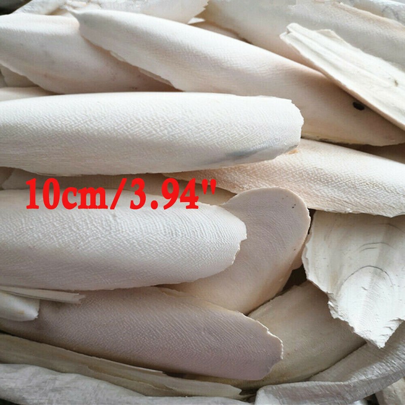 20pc Long 3.94" Cuttlebone Cuttlefish Bone Sepia Cuttle Fish Bird