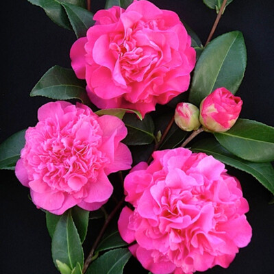 Camellia Plant for sale in UK | 64 used Camellia Plants
