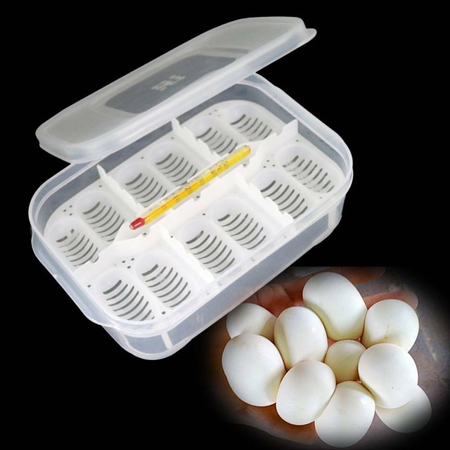 Gecko egg incubator