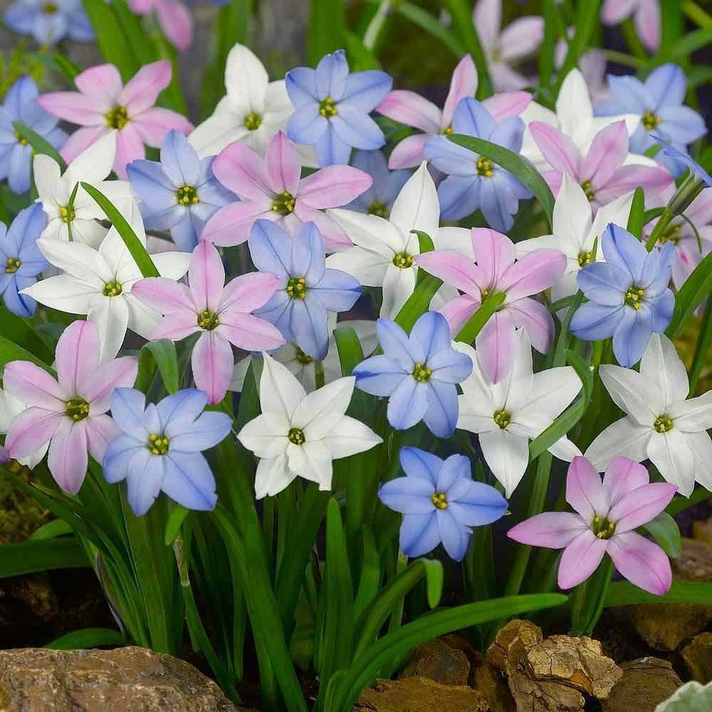 Ифейон (Ipheion)