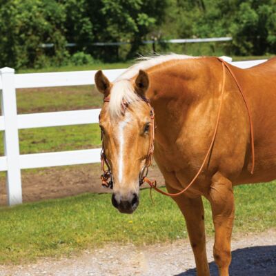 Billy Royal Harness Leather Quick Change Horse Bridle |  Handcrafted Leather