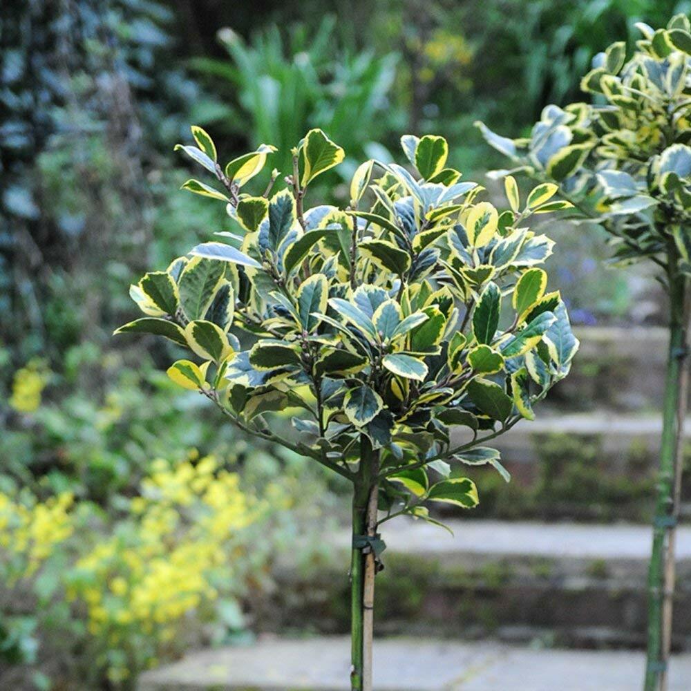 HOLLY T&M Holly Standard Tree Hardy Evergreen Garden Golden King 1