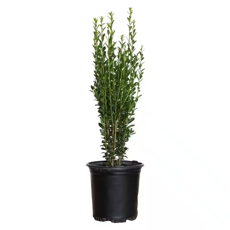 Sky Pencil Holly Plant Japanese Evergreen Shrub Live Privacy Hedge 2.5 Qt Pot