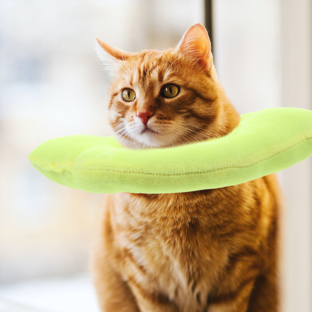 Dog Protective Collar Cone Cat Soft Recovery Collar ...