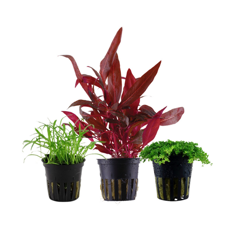Pflanzen Set Mit 3 Vordergrund Topf Aquarium Wasserpflanzen Aquaone Nr.126