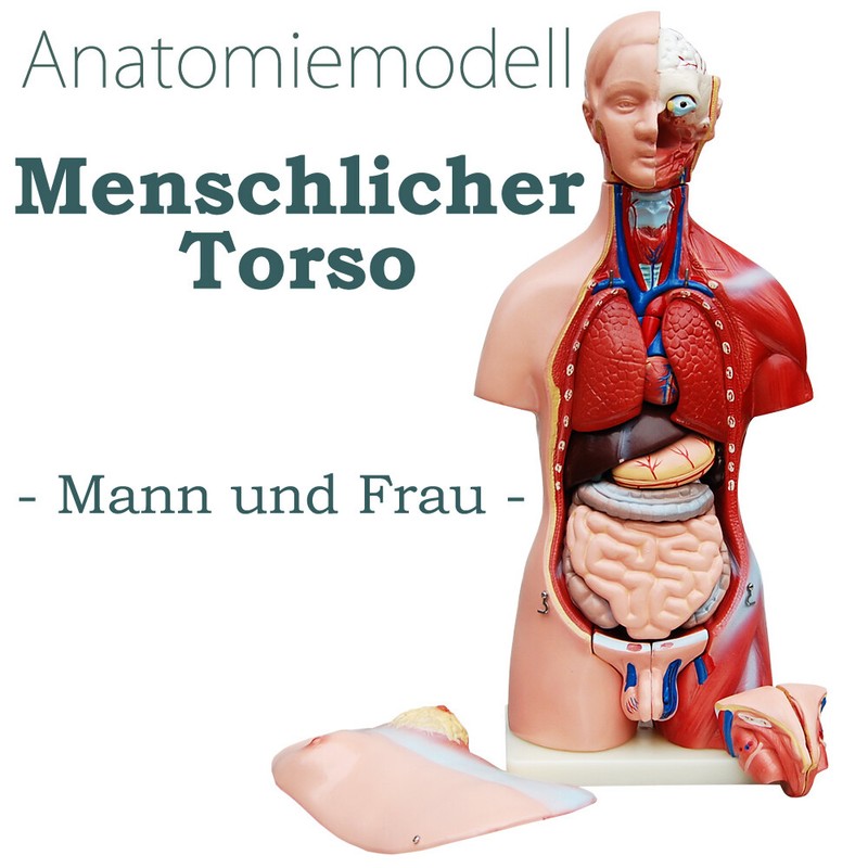 Anatomie Anatomisches KÃ¶Rper Modell Torso Mann Und Frau Mit Organen 45 Cm Medmod