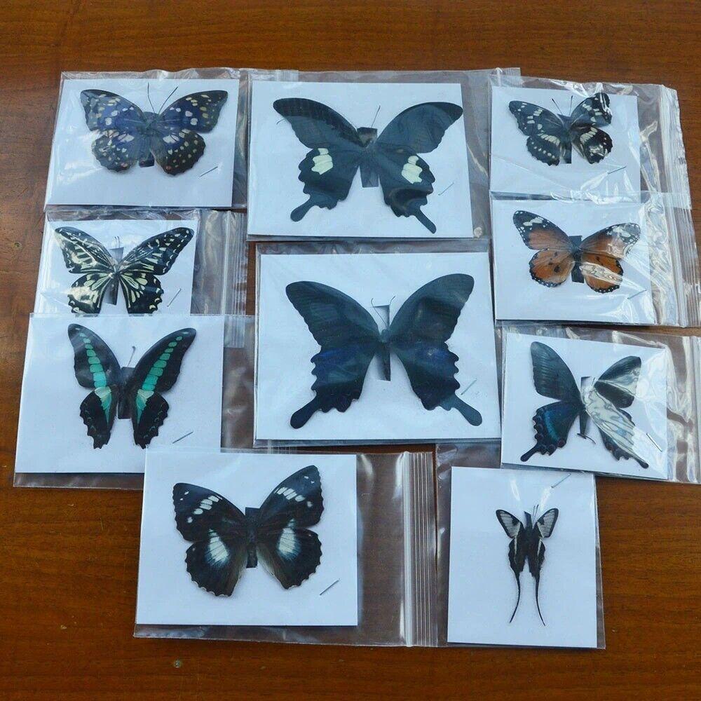Fetching butterflies pixwox. Fetching butterflies pixwox