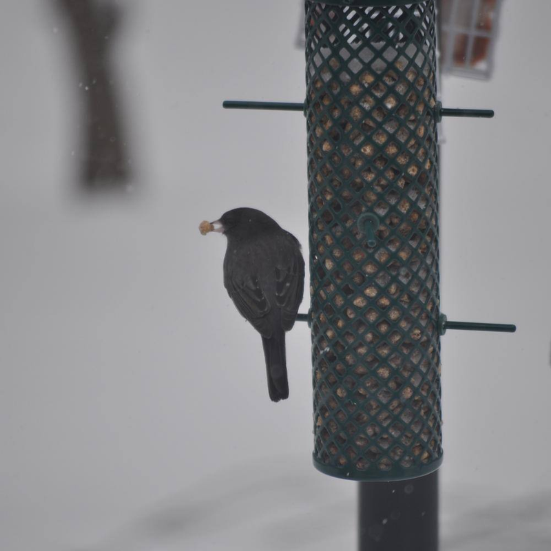 1.7 Lb. Wild Bird Peanut Flavored Suet Nuggets