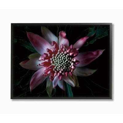 Stupell Close Up Flower Pistil Details Pink Black Nature  24 x 30