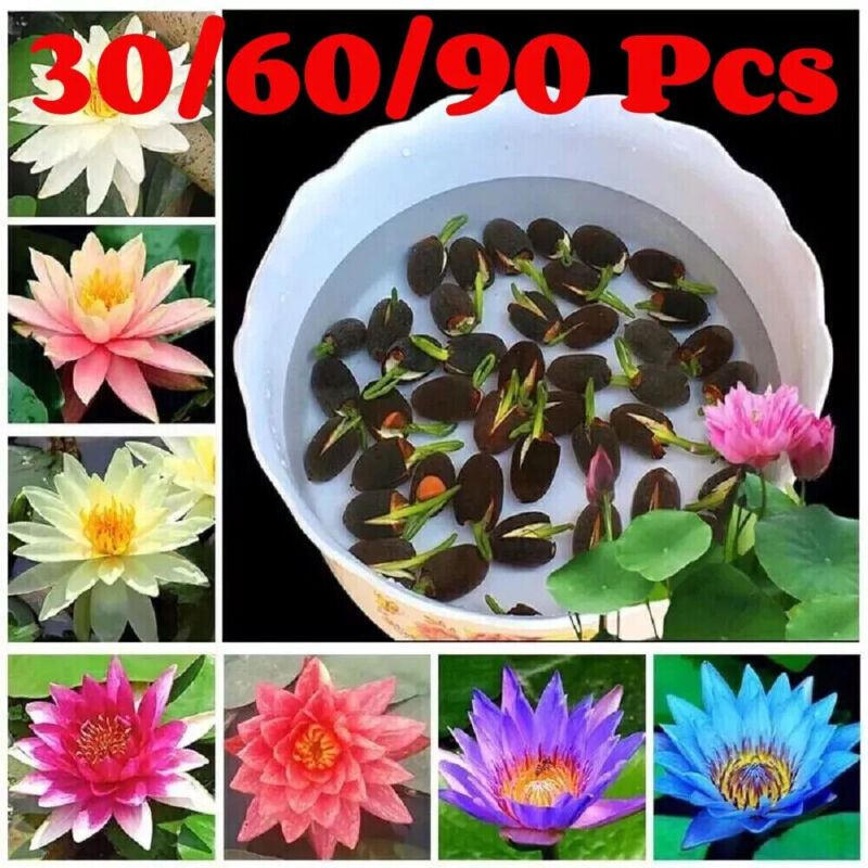 30-90Pcs Seeds Lotus Mix Flower Seed Hand Picked Aquatic Plants-Water