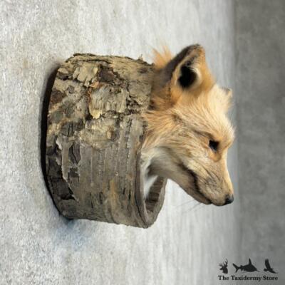 #29707 E | Cross Fox Head in a Log Taxidermy Mount For Sale