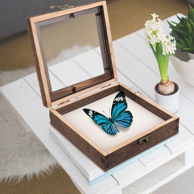 Butterfly Specimen Display Box Container Butterflies Case Stand
