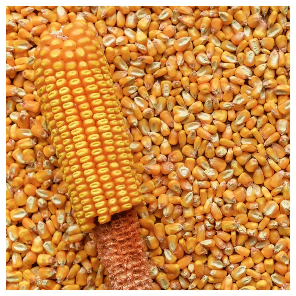 Yellow Dent Corn Seeds for planting fodder sprouting feed storage Reid's NON-GMO