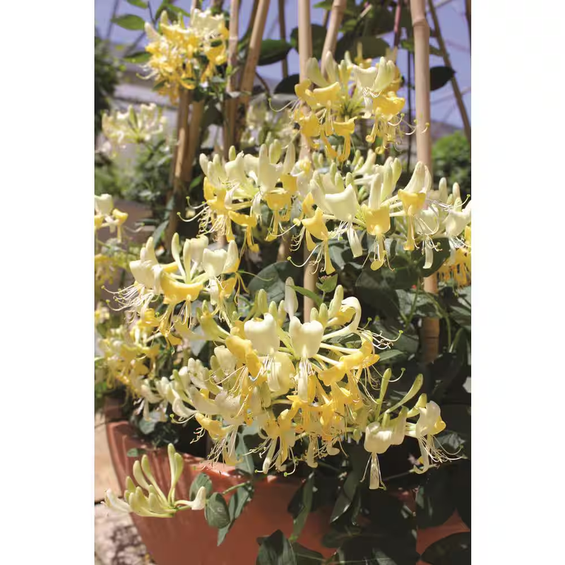 Scentsation Honeysuckle Live Plant 1 Gal Fragrant Yellow Flowering Vine