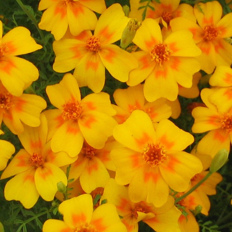 GewÃRztagetes 'Tangerine Gem' 200 Samen Tagetes Tenuifolia Essbar Studentenblume