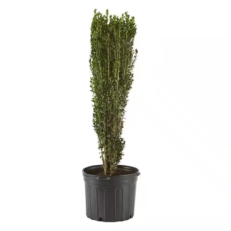 Plant