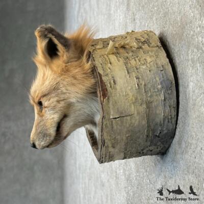 #29707 E | Cross Fox Head in a Log Taxidermy Mount For Sale
