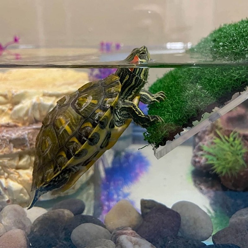 Acquario Per Tartarughe Con Piattaforma Per Crogiolarsi &ndash; Serbatoio 10 Litri, Vista 360&deg;, Materiale AS Anti-caduta, Facile Da Pulire, 30,6x19,6x18,4 Cm