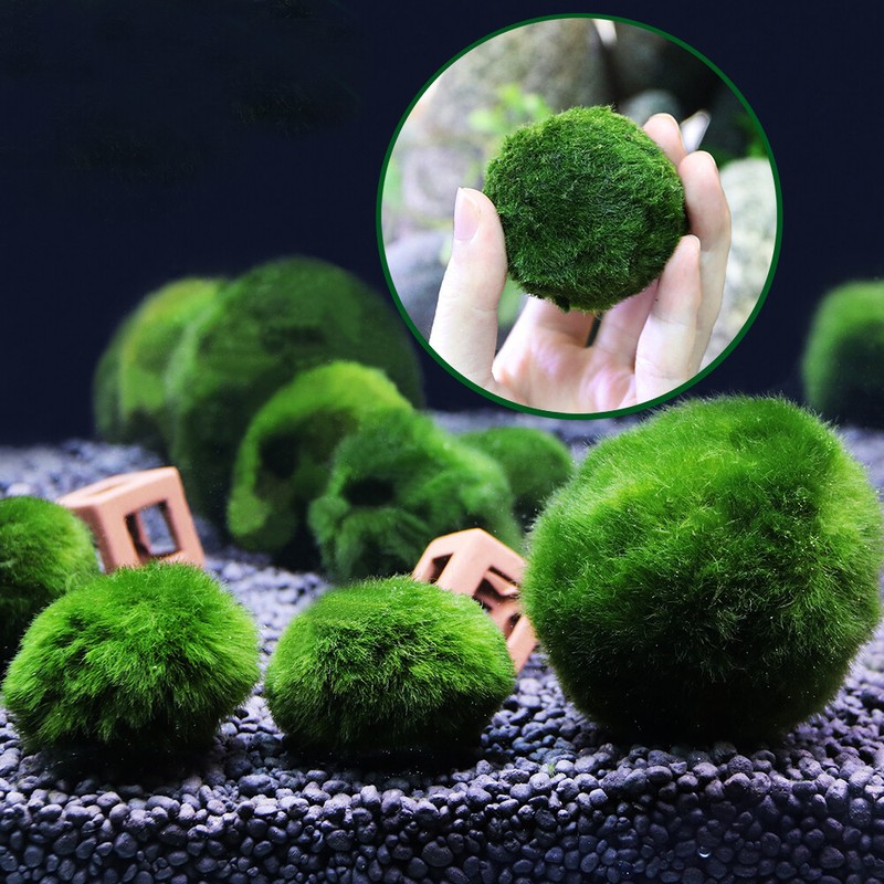 Green Giant Marimo Moss Ball Cladophora Live Aquarium Plant Fish Tank