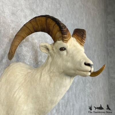 #28454 P | Dall Sheep Taxidermy Shoulder Mount For Sale