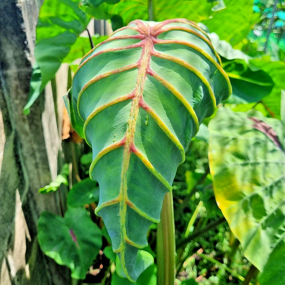 Colocasia Live Bulb Cleopatra Tuber New Hybrid Free Phytosanitary Certificate