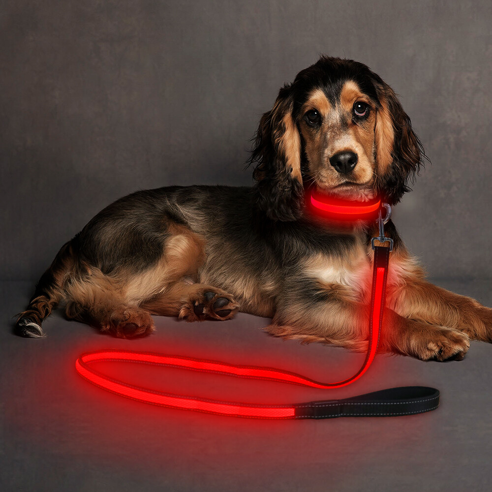 dog lead light